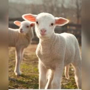 Meet your Posher, Randy